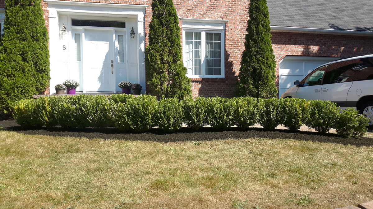 Golf Club Road planting and bedding by Yards Apart Landscape & Design: photo 2